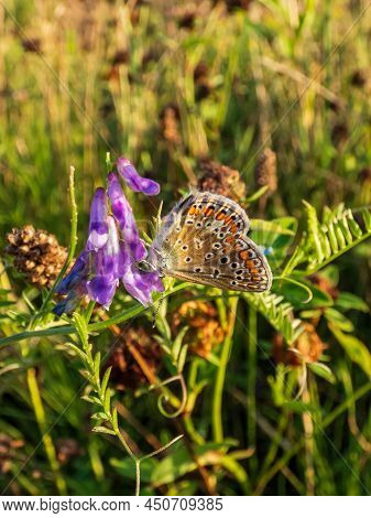 Close-up Of The Adult Common Blue Butterfly Or European Common Blue (polyommatus Icarus) With Visibl
