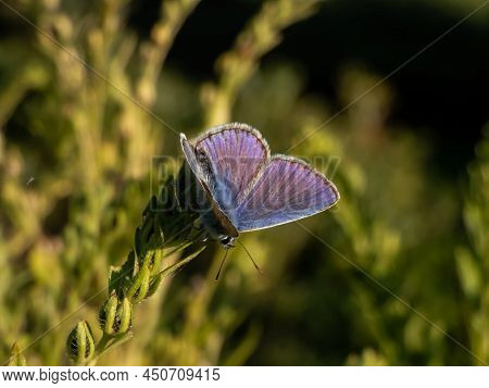 Close-up Of The Adult Common Blue Butterfly Or European Common Blue (polyommatus Icarus) Sitting On 