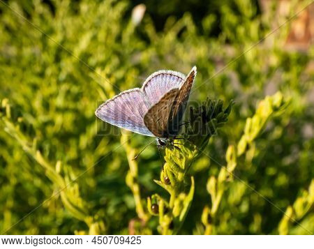 Close-up Of The Adult Common Blue Butterfly Or European Common Blue (polyommatus Icarus) With Visibl