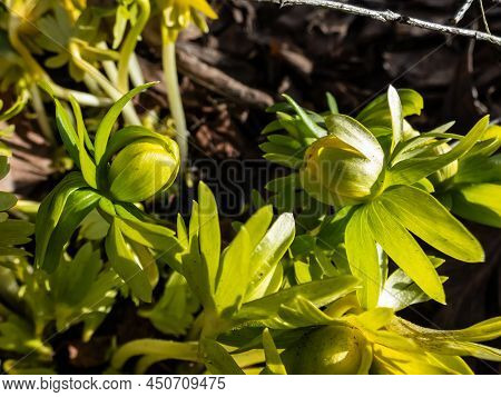 Macro Shot Of Closed Buds Of Winter Aconite (eranthis Hyemalis) 'flore Pleno', A Variation With Full