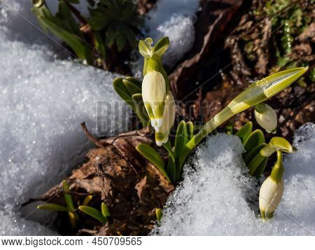The Spring Snowflakes - Leucojum Vernum - Single White Flowers With Greenish Marks Near The Tip Of T