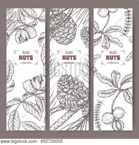 Set Of Three Labels With Walnut, Macadamia And Stone Pine Branch Sketch. Culinary Nuts Series.