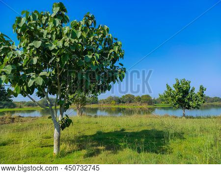 Indian Common Name: Banyan Tree,vat ( Bad ) Vruksh, Bargad Tree, Vad Zad, Ficus Bengalensis, Barh