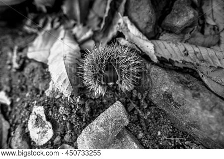 2021 10 23 Poleo Chestnut 1