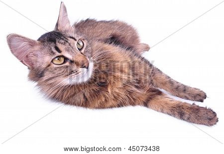 Schöne entspannende grau Mixed Breed schwanger Katze