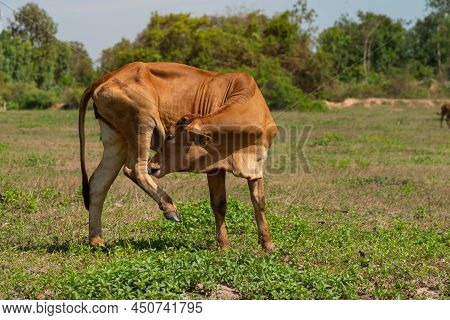 Cow With A Long Tongue Licking His Hindquarter.