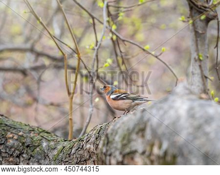 Common Chaffinch, Fringilla Coelebs, Sits On A Branch In Spring On Green Background. Common Chaffinc