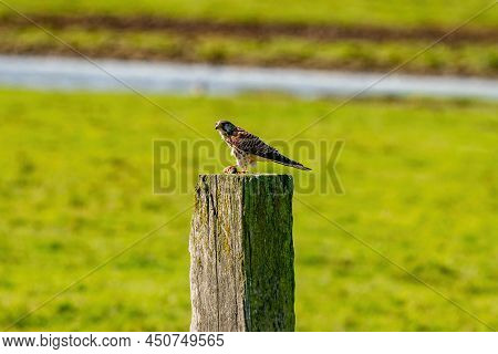 Portrait Of A Kestrel. The Bird Sits On A Wooden Post In The Grass. The Predatory, Wild Bird Has A M