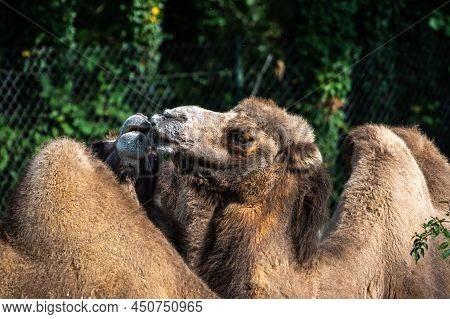 The Bactrian Camels, Camelus Bactrianus Is A Large, Even-toed Ungulate Native To The Steppes Of Cent
