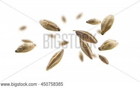 Barley Malt Grains Levitate On A White Background