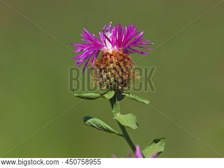 Wig Knapweed Purple Flower Head, Centaurea Phrygia Ssp. Pseudophrygia