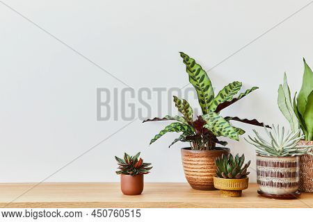 Stylish Composition Of Home Garden Interior Filled A Lot Of Beautiful Plants, Cacti, Succulents, Air