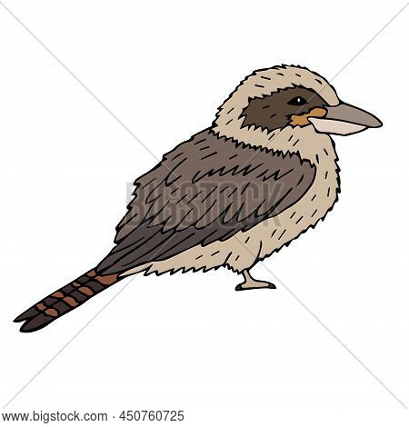 Vector Hand Drawn Doodle Sketch Colored Kookaburra Bird Isolated On White Background
