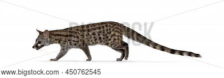 Arabian Small Spotted Genet Aka Genetta Genetta, Walking From Right To Left. Looking Straight Ahead 