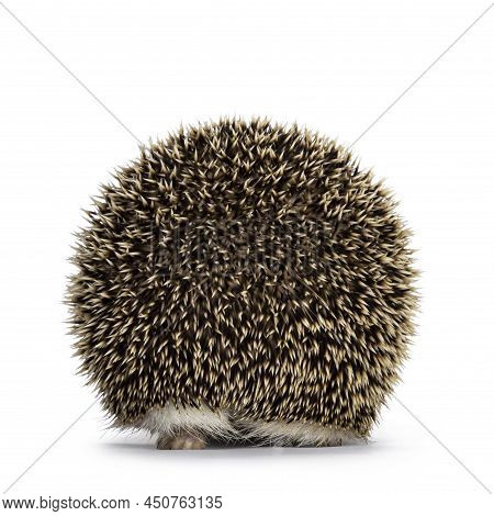 Cute Adult Long Eared Hedgehog Aka Hemiechinus Auritus, Walking Away Shwoning Just Butt. Isolated On