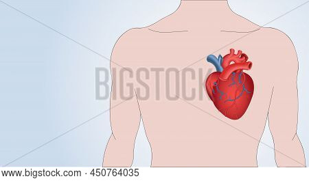 Realistic, Volumetric, Red Human Heart On The Background Of A Human Figure, Icon. Medical Concept. C