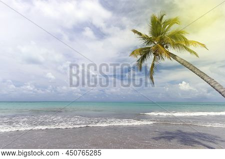 Beautiful Coconut Tree By The Sea And Beautiful Day - Vacation Concept - Maceio, Alagoas