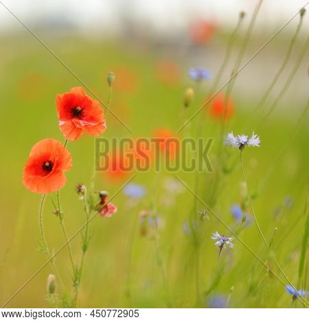 Red Poppies Blooming In Urban Green Areas And Clearings