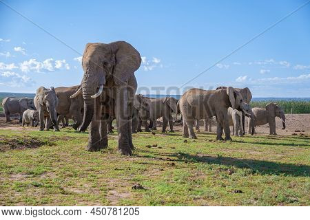 Addo Elephant Park South Africa, Family Of Elephants In Addo Elephant Park, Elephants Taking A Bath 