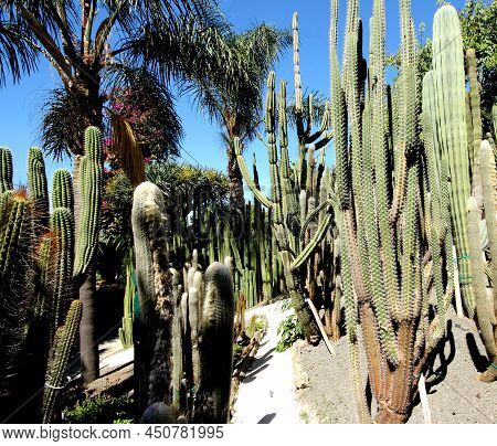 An Interesting View Of Beautiful Prickly Cactus Plants.