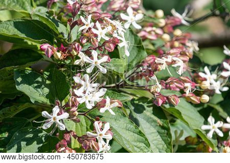 Hill Glory Bower (clerodendrum Infortunatum) Flowers