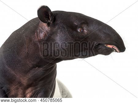 Portrait side view of Malayan tapir head, Tapirus indicus