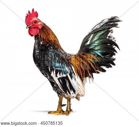 Side view of a Serama rooster, chicken