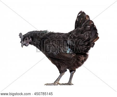 Ayam Cemani hen looking down, isolated on white
