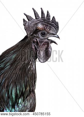 Portrait of a Ayam Cemani rooster chicken singing, isolated on white