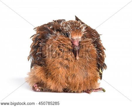 Pink pigeon Chick, Nesoenas mayeri,