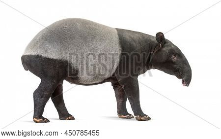 Side view of a Malayan tapir, Tapirus indicus