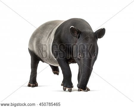 Front view of a Malayan tapir, Tapirus indicus