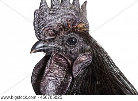Close-up on a Ayam Cemani rooster chicken, isolated on white