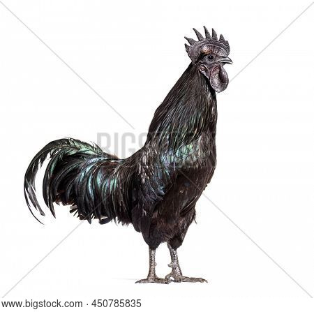Profile view of a Ayam Cemani rooster, chicken, isolated on white