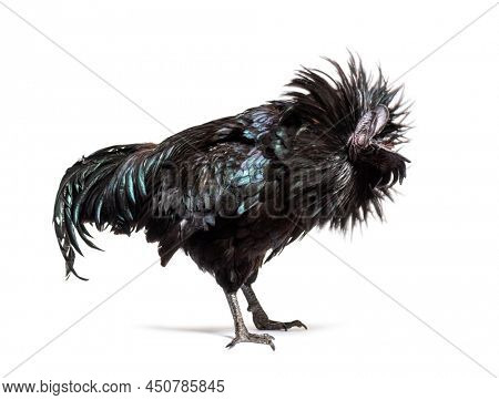 Ayam Cemani rooster ruffling its feathers, isolated on white