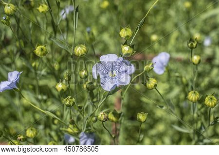 Close-up Of The Blue Blossom And Green Ripening Seeds Of A Flax Plant