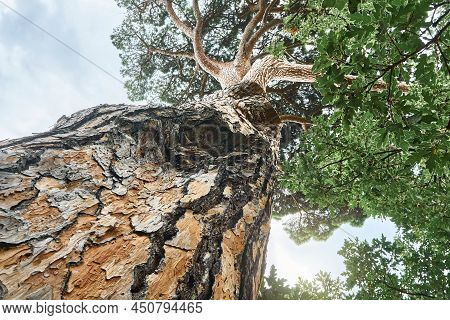Old Italian Stone Pine In Wood Under Sky With Light Clouds