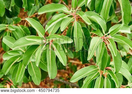 Wonderful Arbutus Andrachne With Long Leaves In Park
