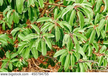 Wonderful Arbutus Andrachne With Long Leaves In Park