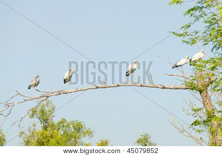 아시아 Openbill 황새