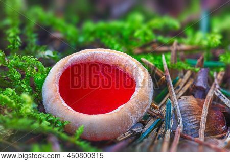 Sarcoscypha Austriaca - A Saprobic Rare Nonedible Fungus Known As The Scarlet Elfcup. Beige Mushroom