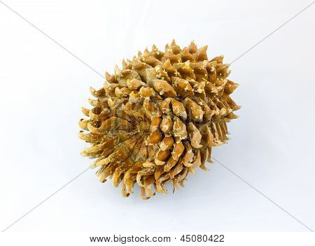 Kæmpe Coulter fyr (pinus Coulteri) kegle