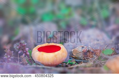Sarcoscypha Austriaca - A Saprobic Rare Nonedible Fungus Known As The Scarlet Elfcup. Beige Mushroom