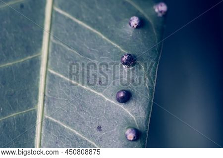 Abstract Banner Larvae Of Insect Eggs Ball Shape Accuracy Lie Beauty Along Edge Of Green Plant Leaf 