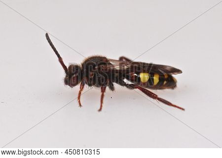 Detailed Closeup On A Red-eyed Female Early Nomad Cuckoo Bee, Nomada Leucopthalma Against A White Ba