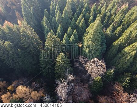 Aerial View Of Old Sequoia Forest, Bulgaria