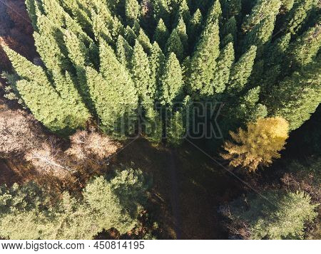 Aerial View Of Old Sequoia Forest Near Village Of Bogoslov, Kyustendil Region, Bulgaria