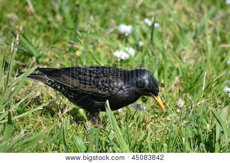 Sturnus vulgaris