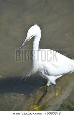 Egretta thula