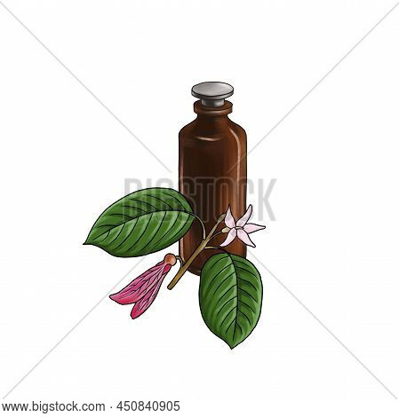Drawing Gurjun Balsam Essential Oil, Glass Bottle And Branch Of Dipterocarpus, Hand Drawn Illustrati
